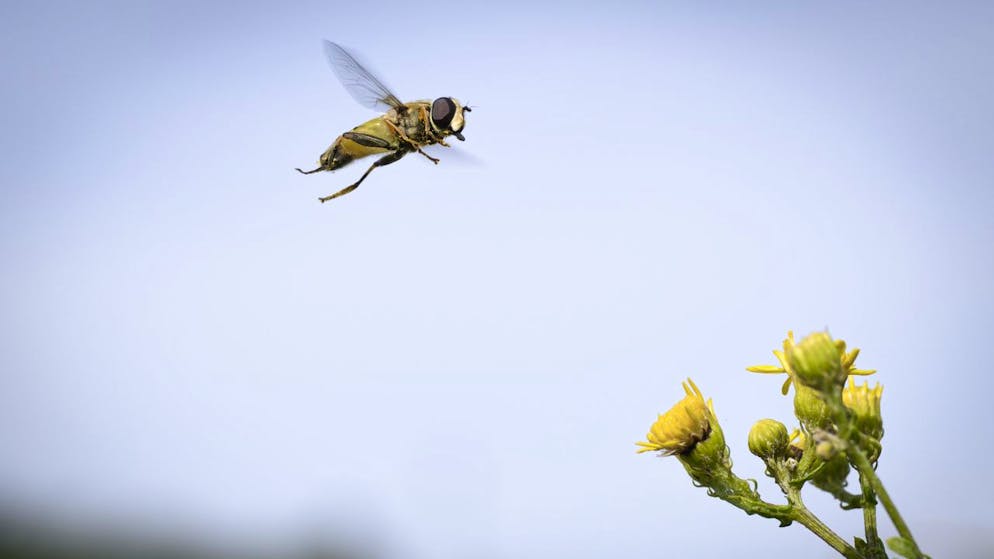 Malheureusement, en matière de protection des espèces menacées, la Suisse est à la traîne en Europe, déplore Thomas Wirth (image prétexte).