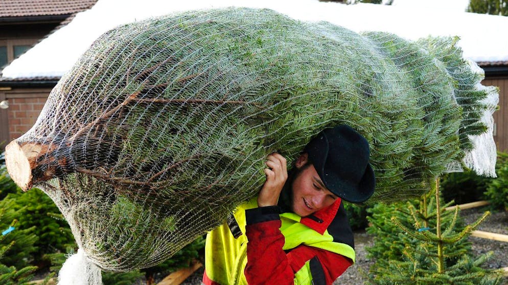 È il momento di pensare all'albero delle feste.