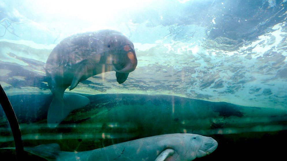 Die Dugong-Seekühe sollen den Mythos der Meerjungfrau inspiriert haben. Jetzt sind sie vom Aussterben bedroht. (Archivbild)