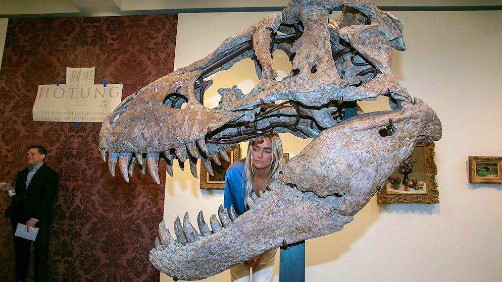 Der Schädel eines Tyrannosaurus rex ist bei einer Auktion in New York für rund sechs Millionen Dollar versteigert worden. Für 6,1 Millionen Dollar habe ein anonymer Bieter am Freitag den Zuschlag erhalten. (Archivbild)