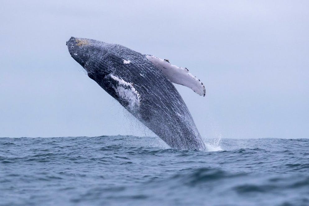 Conserving whales may also be useful in combating climate change (illustration/archive photo).