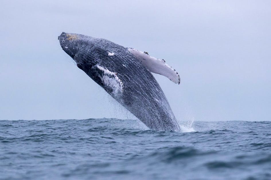 Ciência.  As baleias ajudam contra as mudanças climáticas.