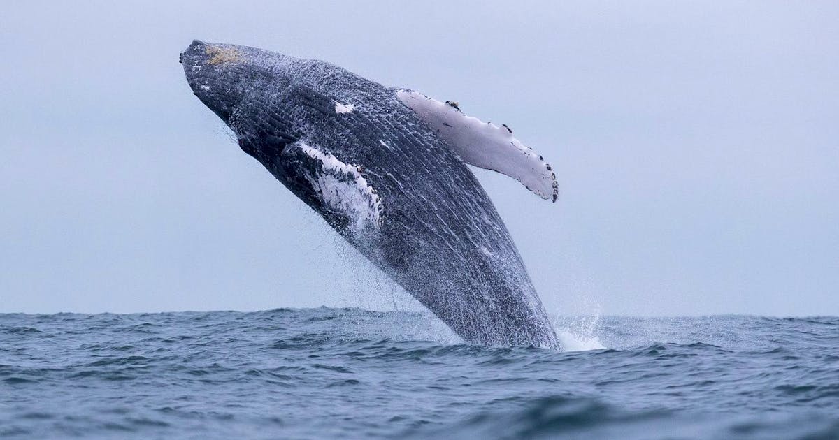 science.  Whales help against climate change.