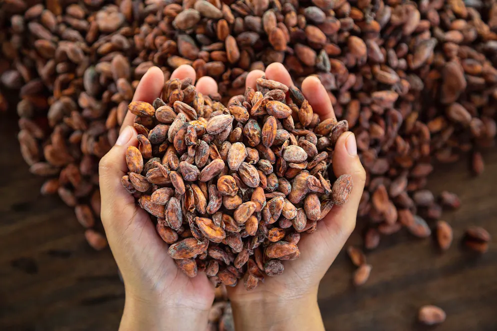 Le cacaoyer absorbe naturellement le cadmium, un métal lourd, contenu dans le sol, qui se retrouve ensuite dans les fèves.