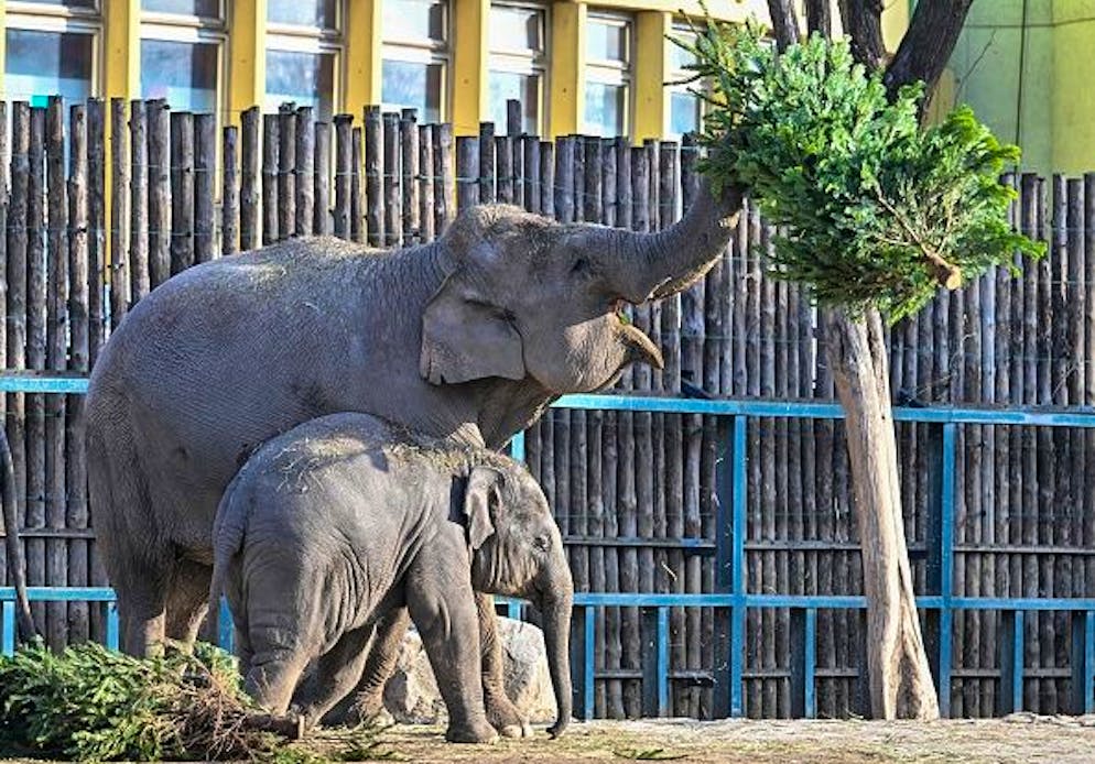 Schweizer Zoos nehmen in der Regel nur unverkaufte Weihnchtsbäume von Händler*innen an. (Symbolbild)