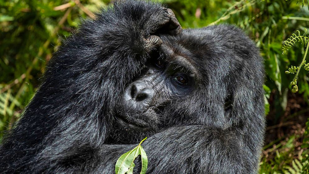 La zone des gorilles de montagne en RDC est occupée par les rebelles du M23. Les primates sont livrés à eux-mêmes. (photo symbolique)