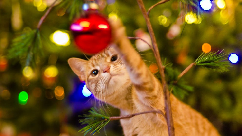 Weihnachten mit Katzen. So ist dein Christbaum garantiert nicht für die Katz
