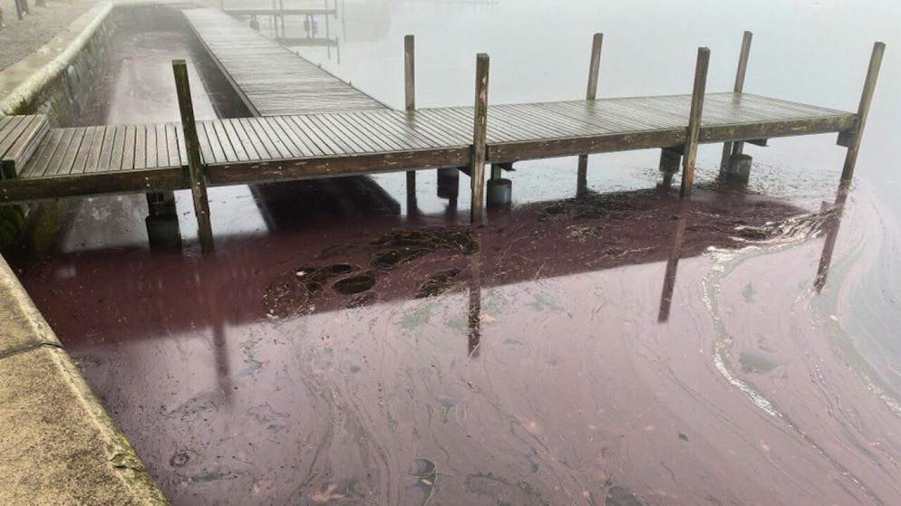 Il lago di Zugo si è colorato di rosso a causa di un'alga presente nelle acque.
