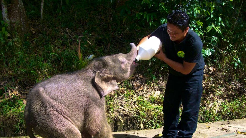 La victime était en train de soigner un bébé éléphant quand un autre pachyderme l'a encorné grièvement (Photo d'illustration).