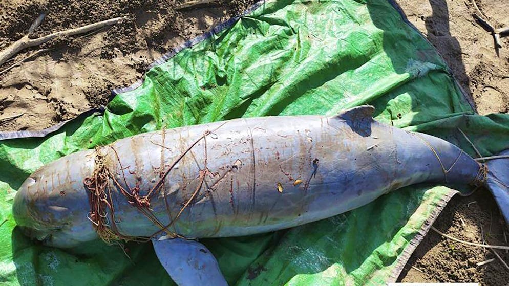 Il s'agit d'empêcher que les dauphins meurent enchevêtrés dans les filets maillants, comme ce malheureux animal retrouvé fin décembre.
