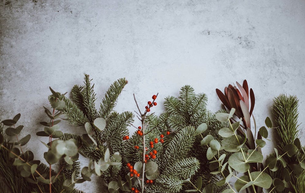 Il est impératif de vérifier l'espèce de son sapin de Noël avant d'imaginer l'utiliser en cuisine.