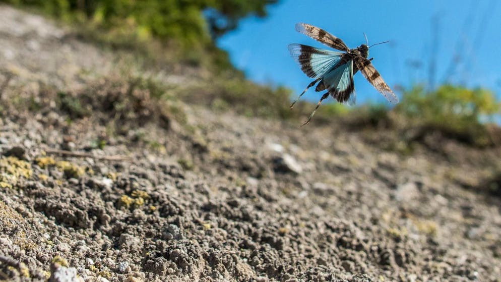 Esplosione di colore quando si alza in volo e spiega le ali: la cavalletta celeste è stata eletta ambasciatrice della lotta alla crisi climatica e alla crisi della biodiversità.