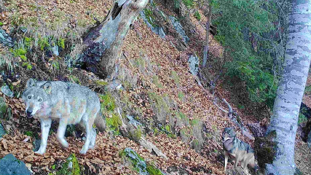 Agée de 12 ans, la louve F07 est toujours en vie. A l'origine de la meute du Calanda, elle a été surprise par un piège photographique jeudi matin à Tamins (GR), en compagnie d'un mâle.