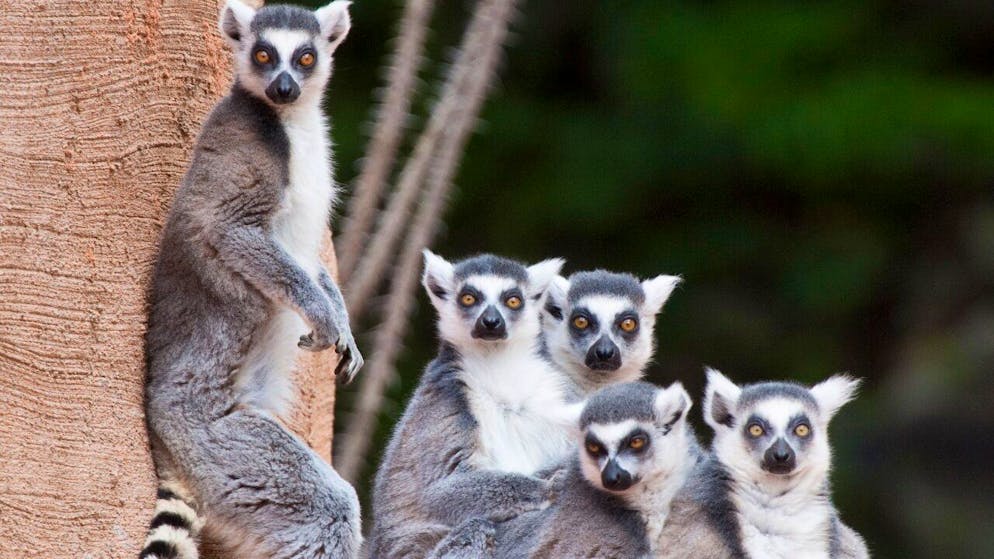 Kattas - eine Primatenart aus der Gruppe der Lemuren - bewohnen Regionen im südwestlichen Madagaskar. (Archivbild)
