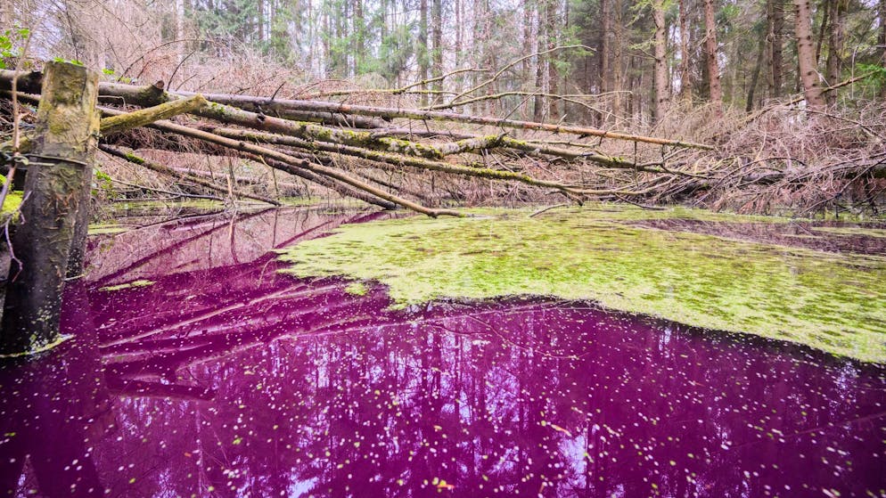 Purpur-Bakterien. Plötzlich war der Teich violett