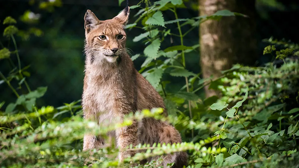 Le lynx est une espèce strictement protégée et son braconnage constitue un délit de chasse poursuivi d'office. (Image d'illustration).