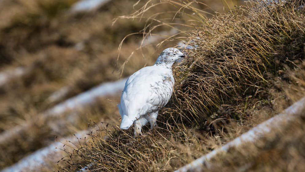 Besonders Alpenschneehühner sind von milden Wintern bedroht.