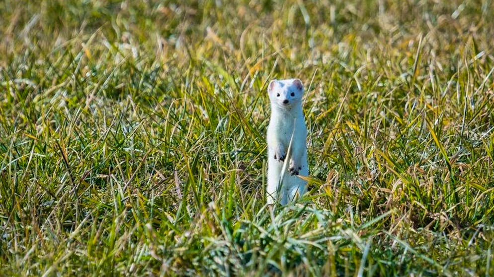 Ein Hermelin steht auf einer grünen Wiese. Weil kein Schnee liegt, ist es mit seinem weissen Winterfell nicht vor Feinden getarnt.