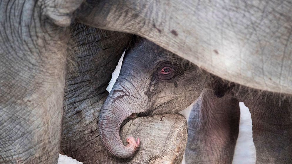 Animali. Zoo Zurigo: elefantino muore poco dopo la nascita