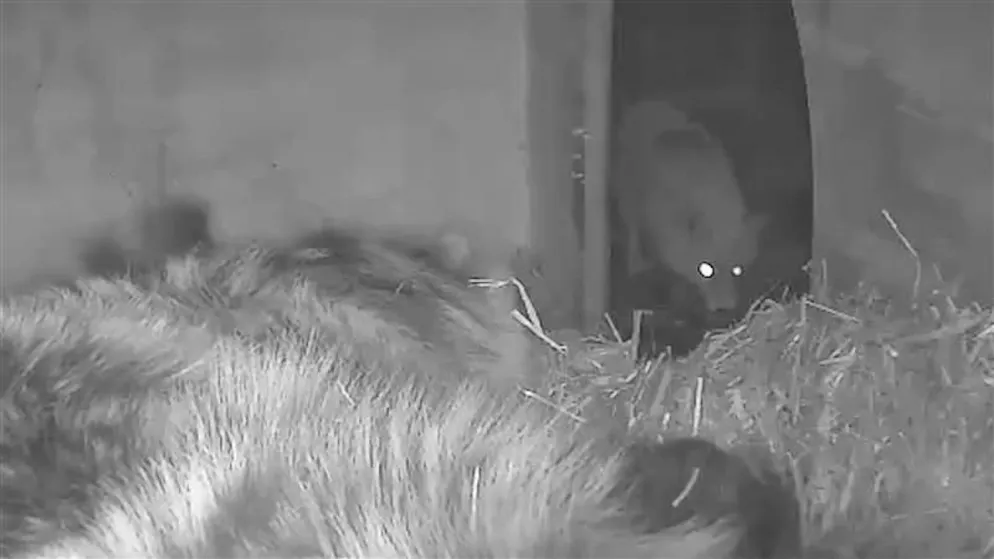 Bärenland Arosa. Ein Fuchs besucht Bärin Jamila mitten in der Nacht