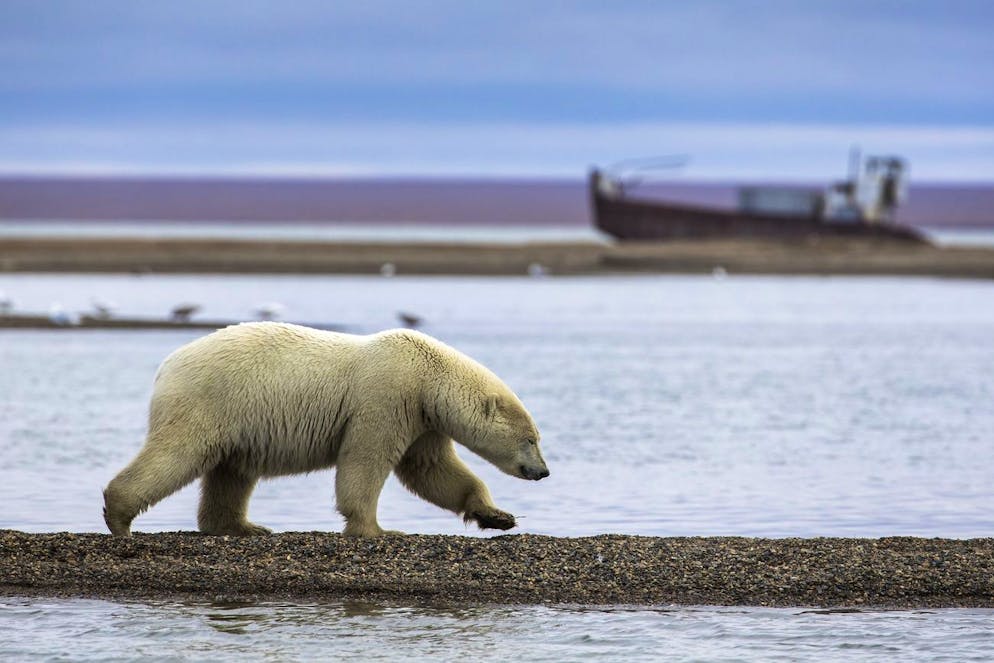 En Alaska, les ours polaires sont présents uniquement sur les côtes de l'extrême nord et ouest de l'Etat.