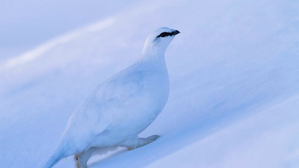Das Alpenschneehuhn wechselt im Winter in ein weisses, dichteres Winterkleid.