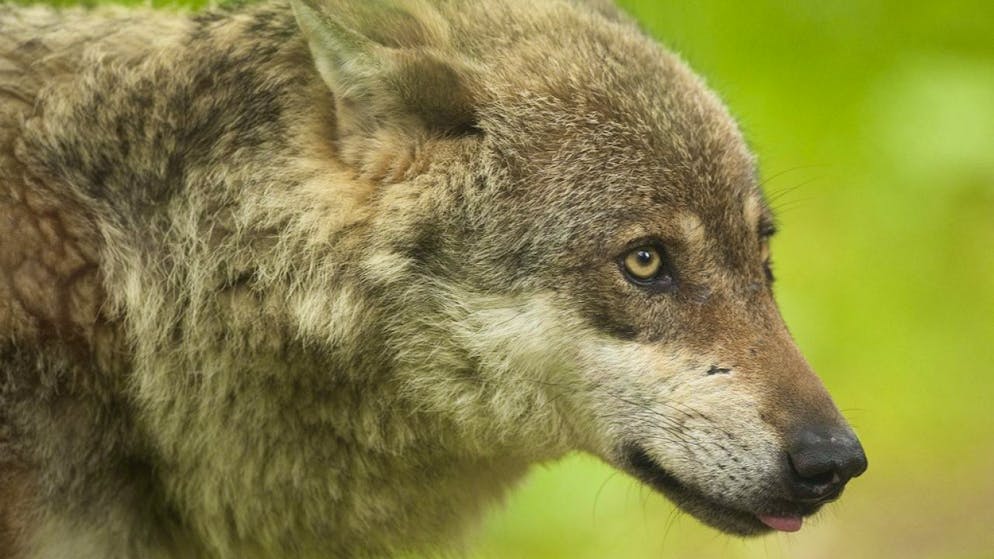 Die Waadtländer Wildhut hat im November fälschlicherweise den Leitwolf eines Rudels statt ein Jungtier geschossen. Im Bild ein Wolf in einem Zoo.