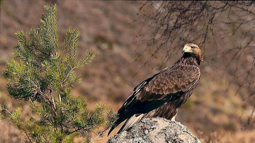 Ein Steinadler in freier Wildbahn. (Symbolbild)
