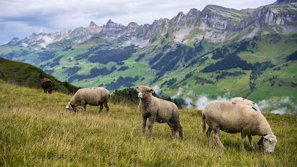 Schafe weiden auf einer Alp im Kanton Uri. (Archivaufnahme)