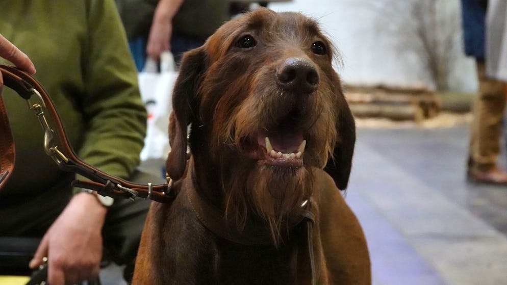 Ein Hund soll auf der Rückbank eines Autos auf ein Gewehr getreten sein. Dabei löste sich ein Schuss. (Themenbild)