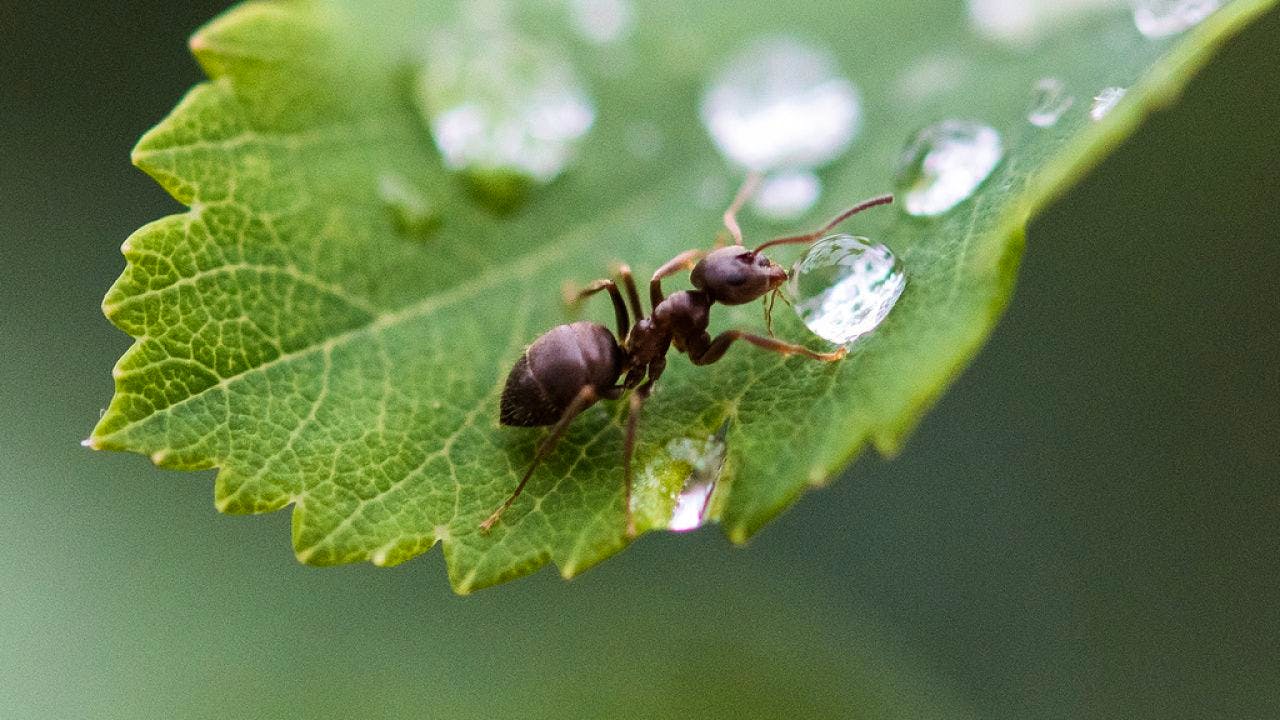 Ökologie. Klimawandel Macht Ameisen Aggressiver.