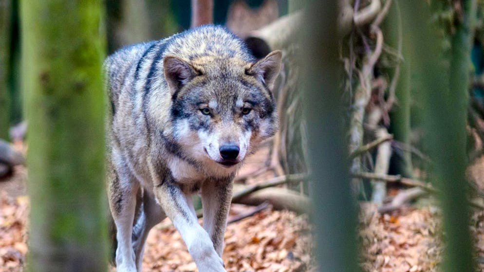 Wolf in Graubünden. Parlament will sofort ganzes Beverin-Rudel töten
