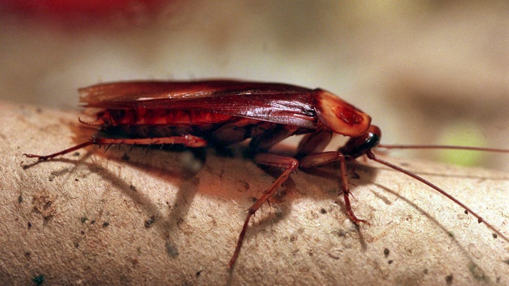 Besonders widerstandsfähig. Mallorca kämpft gegen mutierte Kakerlaken