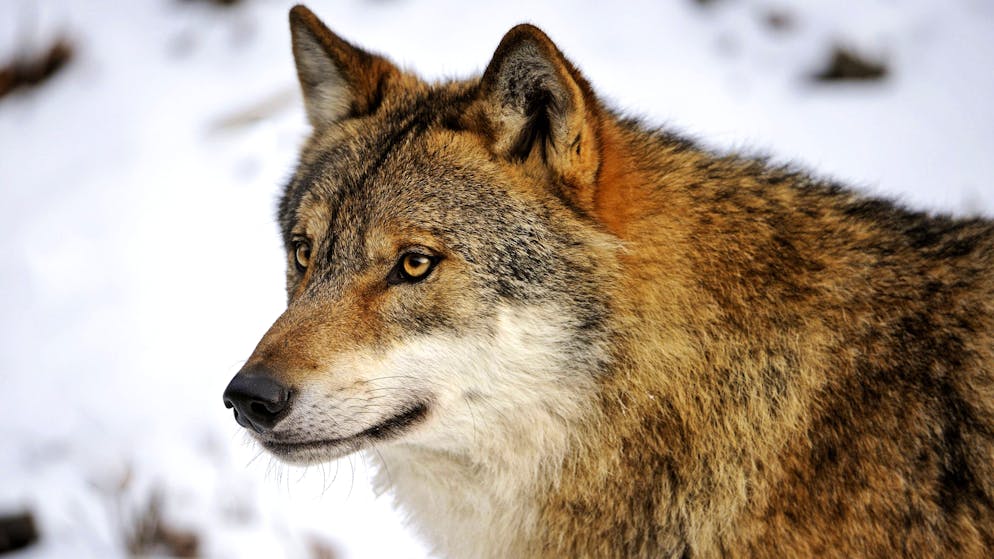 Isabelle Germanier. «Le loup ne considère pas l’être humain comme une proie»