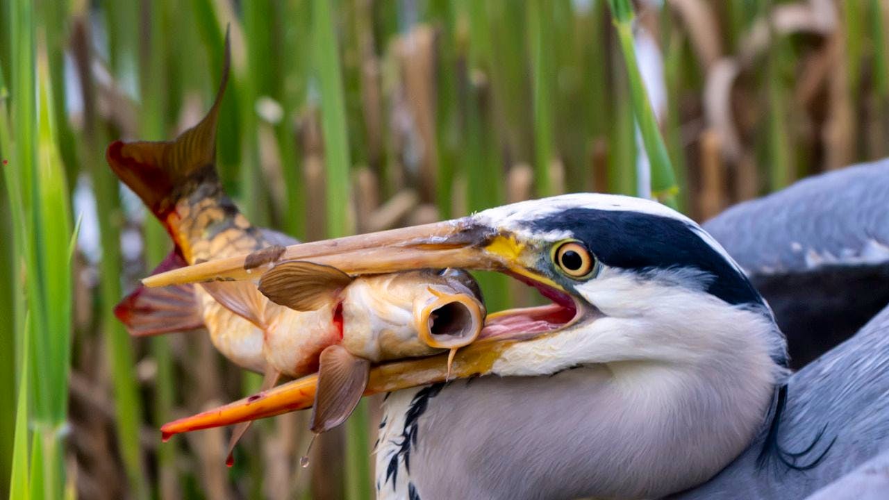 Nordschweiz. Zwei Fälle von Vogelgrippe im Kanton Basel-Stadt
