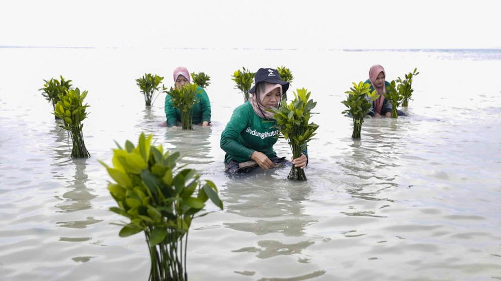 Bewohner der indonesischen Insel Pari nordwestlich von Jakarta pflanzen Mangroven vor der Küste. (Archivbild)