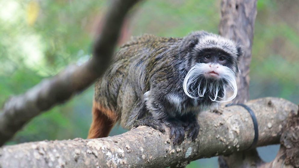 Ein Kaiserschnurrbarttamarin im Zoo von Dallas.