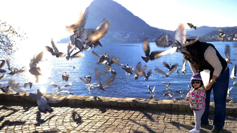 Menschen füttern Wildvögel im Parco Ciani am Luganersee im Tessin. 
