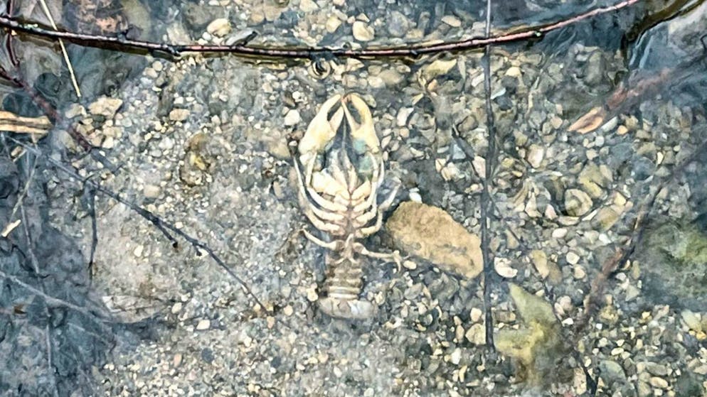 Einer von 250 Steinkrebsen, die im Mühlekanal in Malters wegen einer Gewässerverschmutzung verendeten.