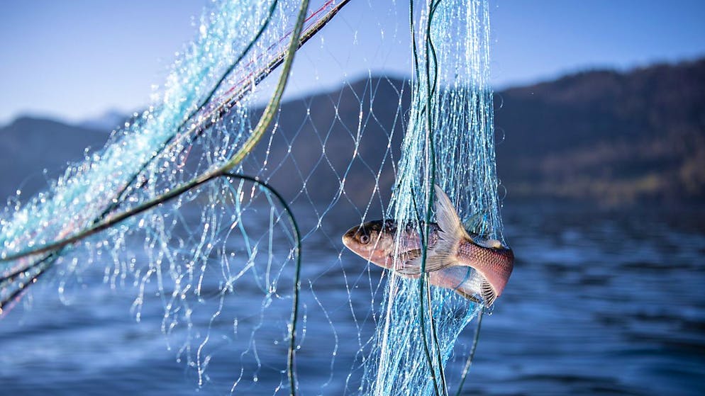 Die meisten der in der Schweiz lebenden Fische und Rundmäuler sind gefährdet. Das zeigen neue Beobachtungen im Auftrag des Bundes. (Themenbild)