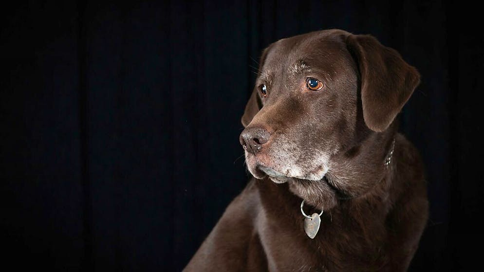 Die Ausgaben für Hund und Katze klettern stetig. (Archivbild)