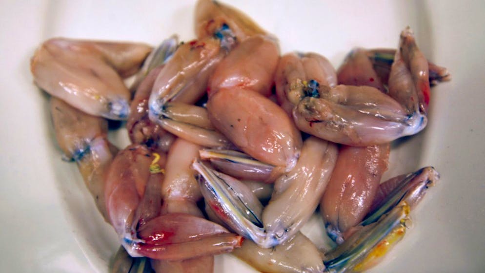 Mit dem Verzehr von Froschschenkeln haben Europäerinnen und Europäer laut einer neuen Studie viel Schaden angerichtet. (Archivbild)