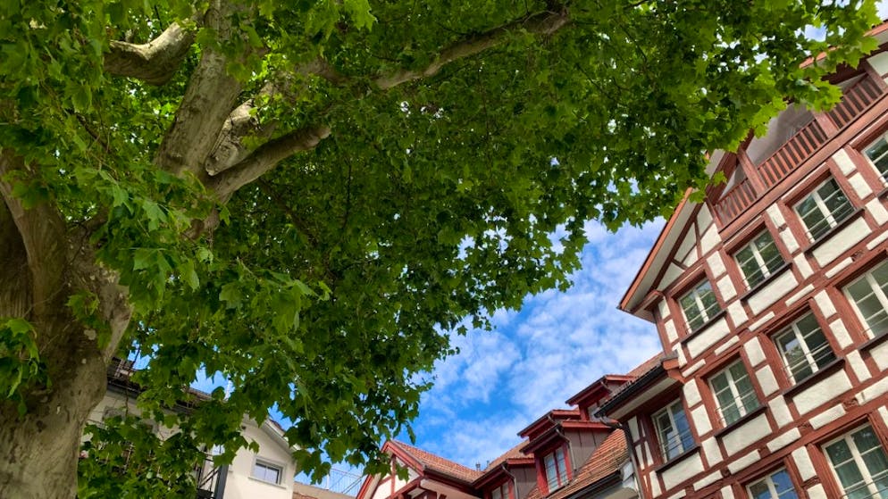 Der Abstimmungskampf um die Erweiterung des Baumschutzgebietes in der Stadt St. Gallen ist lanciert. (Symbolbild)