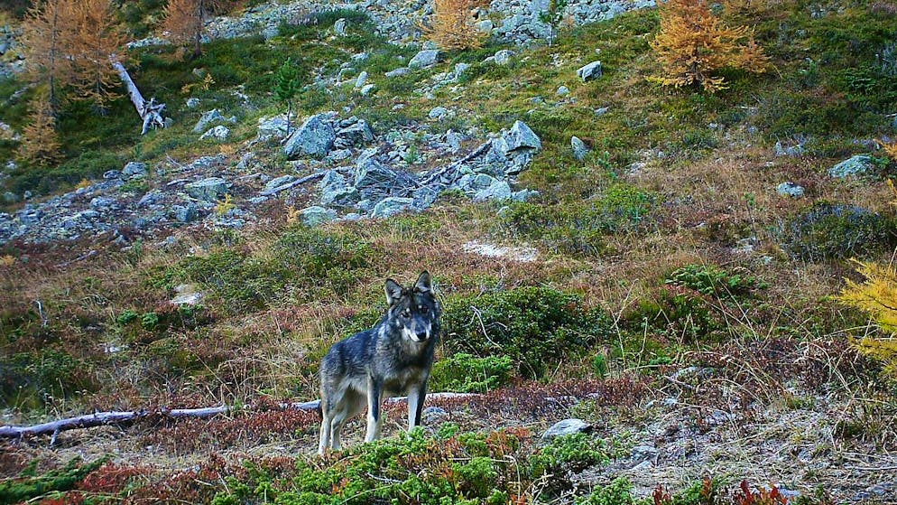Das Bündner Parlament will nebst dem Beverin-Rudel alle verhaltensauffälligen Wölfe im Kanton schiessen, mit denen eine Koexistenz nicht möglich sei. (Symbolbild)