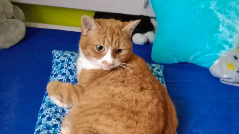 Diese Katze wurde auf einem Hochsitz in Kyburg ausgesetzt.