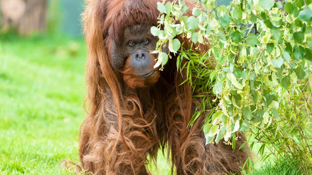 HANDOUT - Das Orang-Utan-Männchen «Vladimir» ist im Alter von fast 50 Jahren im Tiergarten Schönbrunn eingeschläfert worden. Foto: Daniel Zupanc/TIERGARTEN SCHÖNBRUNN/dpa/Archiv - ACHTUNG: Nur zur redaktionellen Verwendung im Zusammenhang mit der aktuellen Berichterstattung und nur mit vollständiger Nennung des vorstehenden Credits