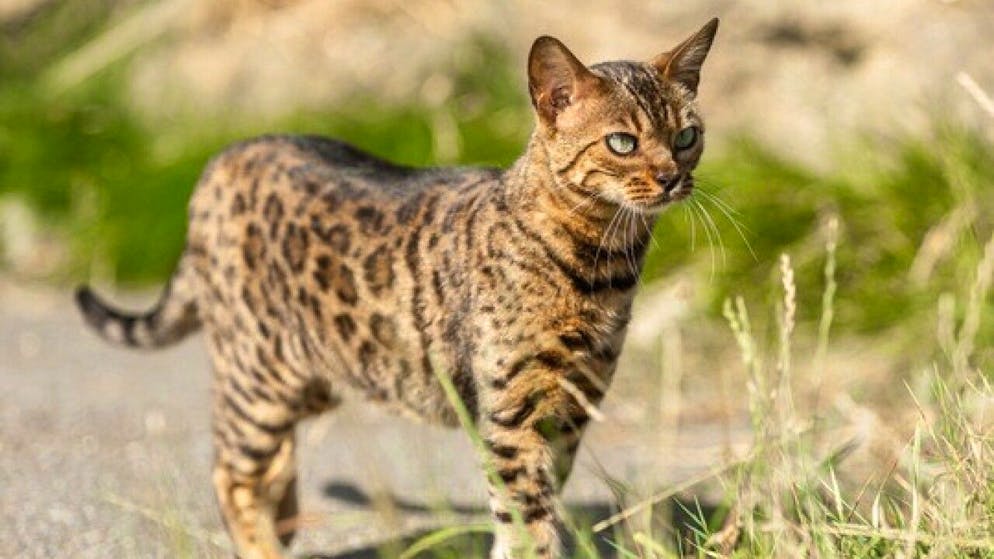 Alles andere als eine Schmusekatze: Die mit einer asiatischen Wildkatzenart gekreuzte Bengalkatze.
