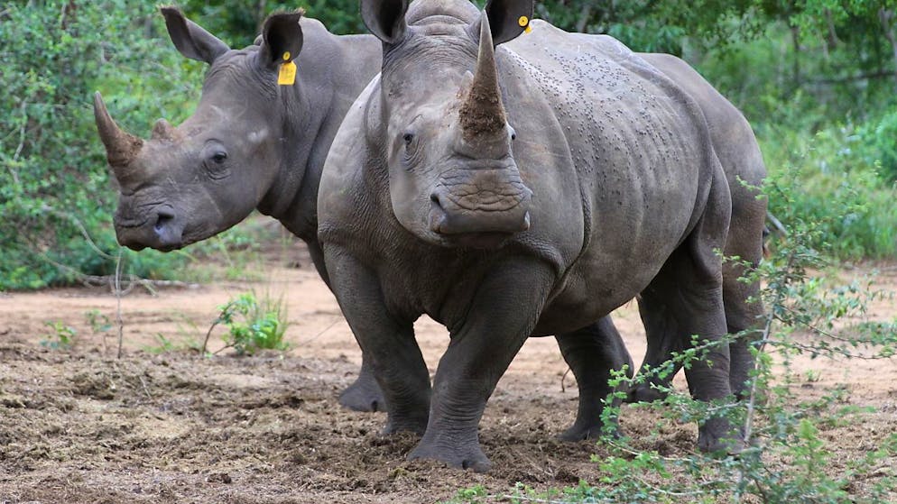ARCHIV - Zwei Breitmaulnashörner (Ceratotherium simum) stehen im Phinda Naturschutzreservat (Südafrika) in einem Gehege. Im benachbarten Botsuana geraten Nashörner nach Angaben der Regierung des Landes zunehmend ins Visier von Wilderern. Foto: picture alliance / Kristin Palitza/dpa