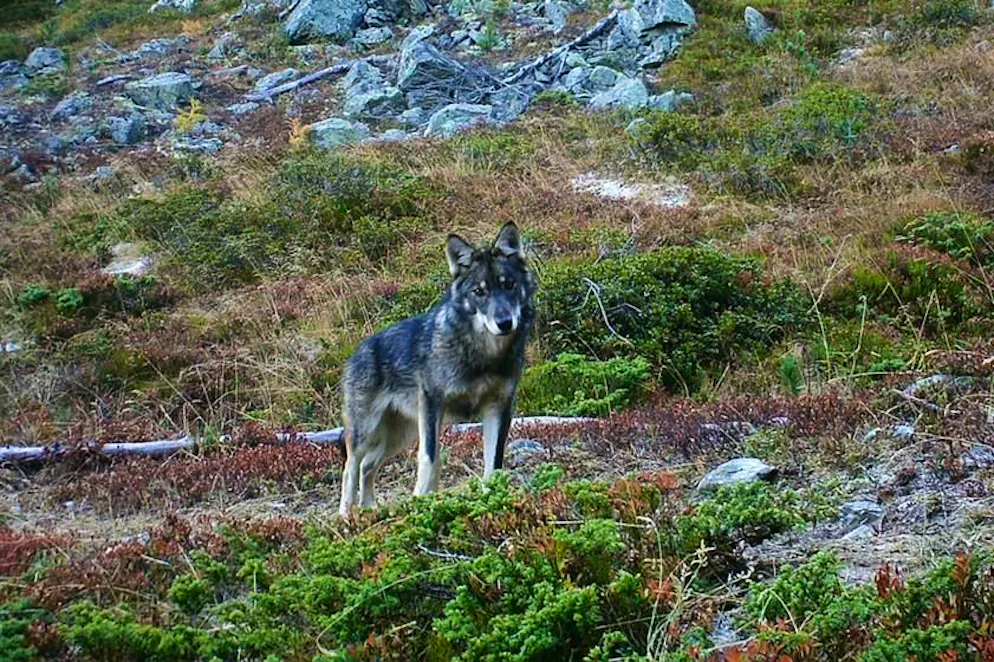 Immagine d'illustrazione (archivio).