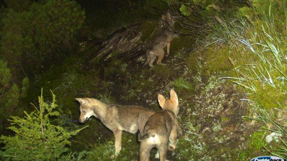 Das erste Wolfsrudel Graubündens bildete sich am Calanda, wo 2014 Jungwölfe in eine Fotofalle tappten. Mittlerweile leben im Kanton zehn Rudel. (Archivbild)